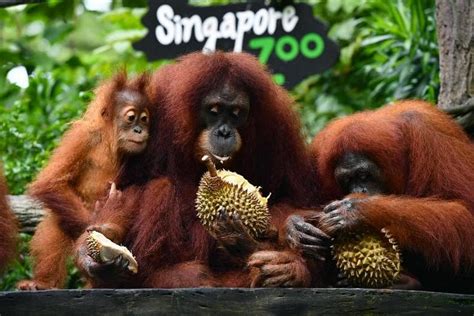Singapore's zoo ranked No. 4 in the world, best in Asia on TripAdv.